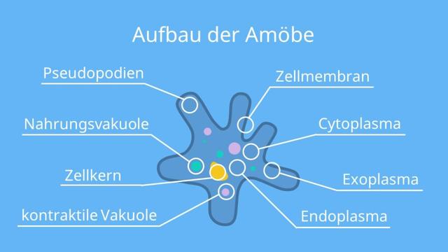 Studiere die Amöbe: Entdecke ihre einzigartige Gestaltveränderung Studiere die Amöbe: Entdecke ihre einzigartige Gestaltveränderung