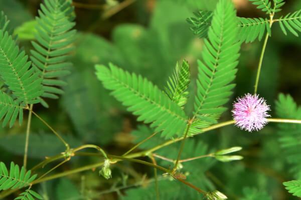 Mimose: Eine Pflanze und ein Persönlichkeitstyp - Gemeinsamkeiten und Unterschiede Mimose: Eine Pflanze und ein Persönlichkeitstyp - Gemeinsamkeiten und Unterschiede