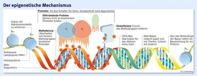 Epigenetik in der Medizin: Potenzial und Herausforderungen für die Therapie Epigenetik in der Medizin: Potenzial und Herausforderungen für die Therapie