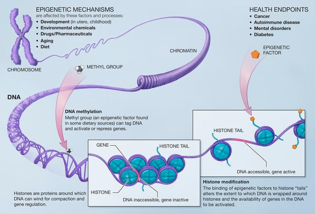 Der epigenetische Code: Eine neue Dimension der Genregulation Der epigenetische Code: Eine neue Dimension der Genregulation