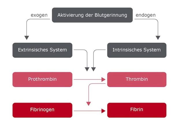 Wasserunlösliches Eiweiß: Was Sie über Fibrin wissen sollten Wasserunlösliches Eiweiß: Was Sie über Fibrin wissen sollten
