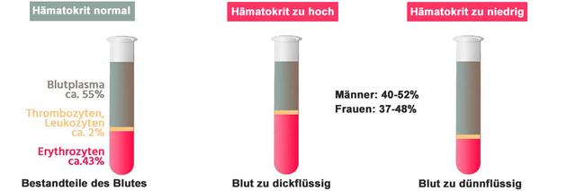 Die Bedeutung des Hämatokrit-Werts für den Körper erklärt Die Bedeutung des Hämatokrit-Werts für den Körper erklärt