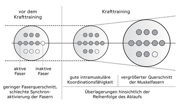 Sportliche Betätigung und Muskelhypertrophie: Zusammenhang erklärt