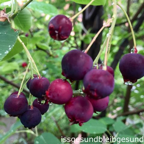 Wissenswertes über Juneberry: Definition und Einsatzgebiete Wissenswertes über Juneberry: Definition und Einsatzgebiete