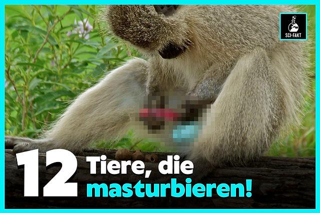 Masturbation bei Tieren: Beobachtungen und mögliche Gründe