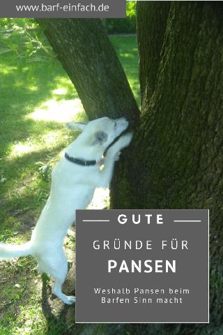 Pansen: Ein Blick auf seine Nährstoffe und Verwendung beim Barfen Pansen: Ein Blick auf seine Nährstoffe und Verwendung beim Barfen