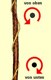 Unterschiede zwischen Linkswindern und Rechtswindern in der Botanik erklärt Unterschiede zwischen Linkswindern und Rechtswindern in der Botanik erklärt