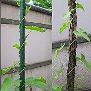 Von Geißblatt bis Yamswurzel: Welche Pflanzen gehören zu den Rechtswindern? Von Geißblatt bis Yamswurzel: Welche Pflanzen gehören zu den Rechtswindern?