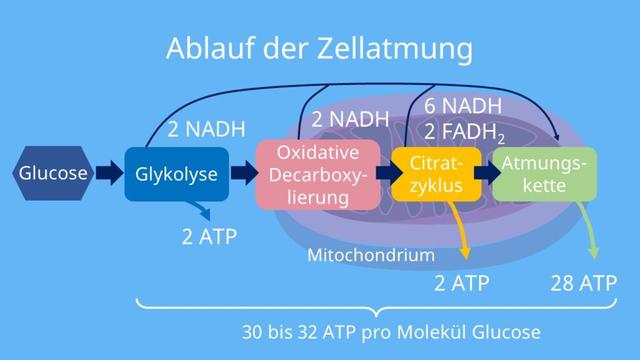 Zellatmung: Der Stoffwechselweg zur Energiegewinnung Zellatmung: Der Stoffwechselweg zur Energiegewinnung