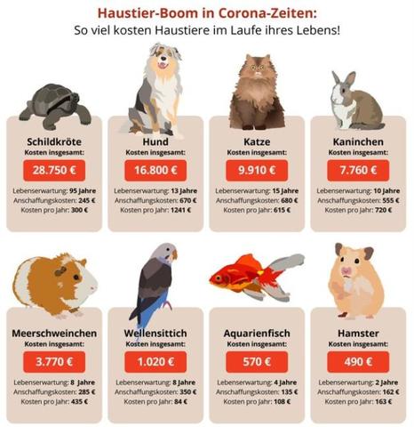 Wie viel Geld muss ich für eine Schildkröte einplanen? Wie viel Geld muss ich für eine Schildkröte einplanen?