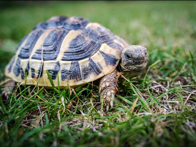 Preischeck: Was du beim Kauf einer Schildkröte beachten solltest Preischeck: Was du beim Kauf einer Schildkröte beachten solltest