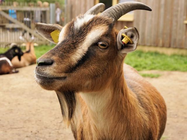 Kosten einer Ziege: Erfahren Sie, wie viel Sie für eine Ziege einplanen sollten