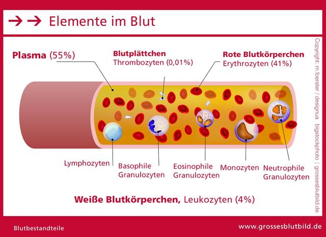 5. Die Bedeutung des Blutes als komplexes Gewebe und mögliche Erkrankungen