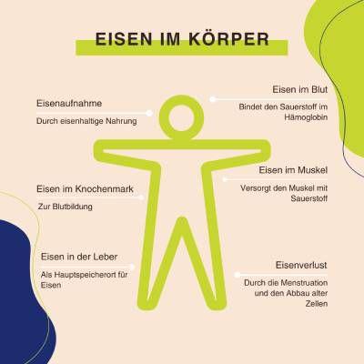 Die Bedeutung von Eisen im Körper: Was passiert bei einem Mangel? Die Bedeutung von Eisen im Körper: Was passiert bei einem Mangel?