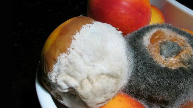 Schimmelpilz im Essen: Welche Folgen hat der Verzehr für den Körper? Schimmelpilz im Essen: Welche Folgen hat der Verzehr für den Körper?