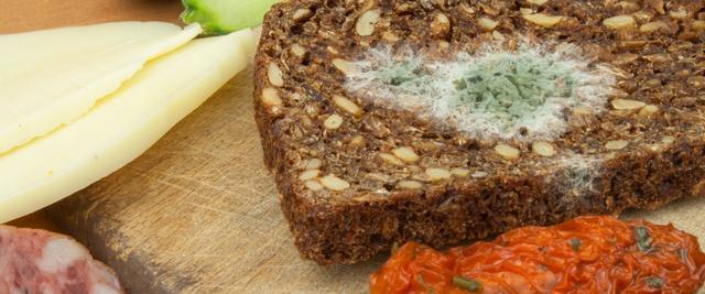 Gesundheitliche Auswirkungen des Schimmelverzehrs: Was passiert mit dem Körper, wenn man Schimmel isst? Gesundheitliche Auswirkungen des Schimmelverzehrs: Was passiert mit dem Körper, wenn man Schimmel isst?