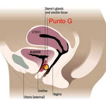 Viagra für Frauen: Wie wirkt das Potenzmittel bei weiblicher Einnahme?