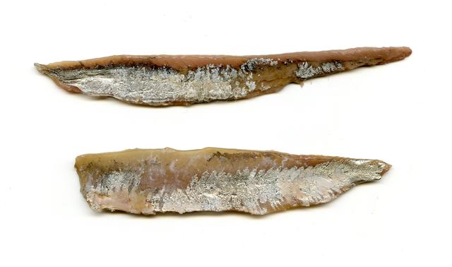 Anchovis verstehen: Ein Leitfaden für Liebhaber von Meeresdelikatessen Anchovis verstehen: Ein Leitfaden für Liebhaber von Meeresdelikatessen