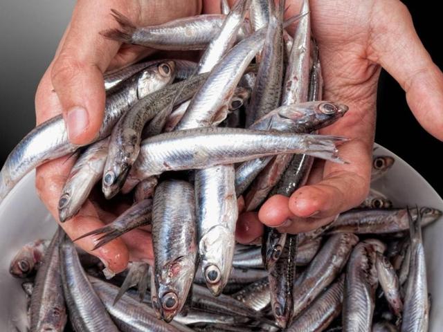 Was sind Anchovis? Unterschiede zu Sardellen und Sardinen - Sieu Thi Do ...