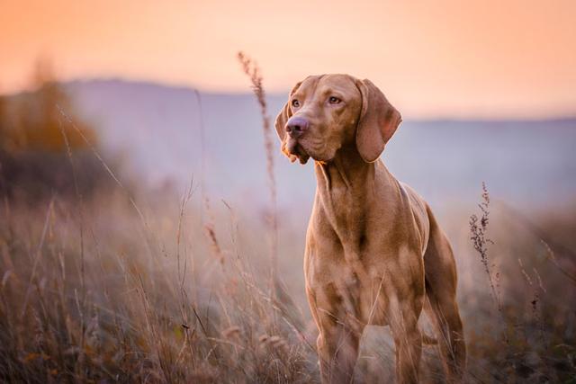 Grannen: Was Tierbesitzer über diese Pflanzenteilchen wissen sollten Grannen: Was Tierbesitzer über diese Pflanzenteilchen wissen sollten