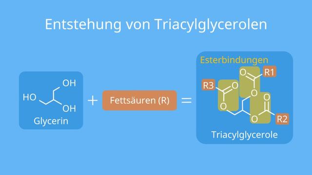 3. Verschiedene Arten von Lipiden und ihre Rolle im menschlichen Organismus