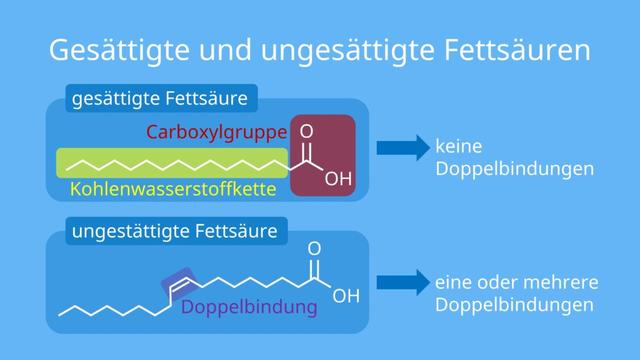 1. Eine Einführung in Lipide: Was sind sie und welche Funktionen haben sie?