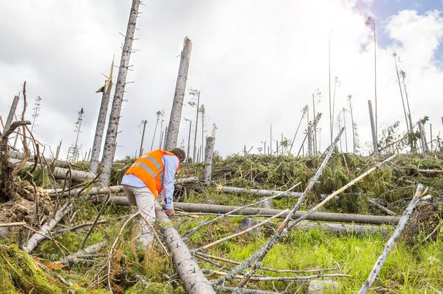 Schutz oder Gefahr? Die Rolle von Waldschneisen für die Tier- und Pflanzenwelt. Schutz oder Gefahr? Die Rolle von Waldschneisen für die Tier- und Pflanzenwelt.