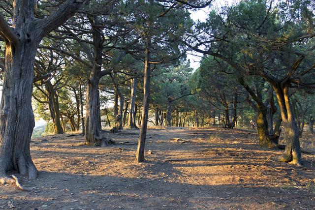 Vor- und Nachteile von Waldschneisen: Auswirkungen auf Tiere, Pflanzen und Bewohner des Waldes. Vor- und Nachteile von Waldschneisen: Auswirkungen auf Tiere, Pflanzen und Bewohner des Waldes.