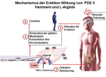 Sportliche Aktivität und andere Lebensgewohnheiten zur Verbesserung der Erektionsfähigkeit Sportliche Aktivität und andere Lebensgewohnheiten zur Verbesserung der Erektionsfähigkeit