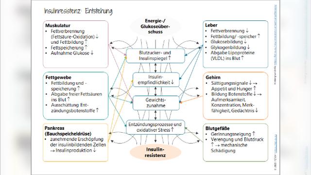 Insulinresistenz und Ernährung: Strategien zur Verbesserung des Stoffwechsels Insulinresistenz und Ernährung: Strategien zur Verbesserung des Stoffwechsels