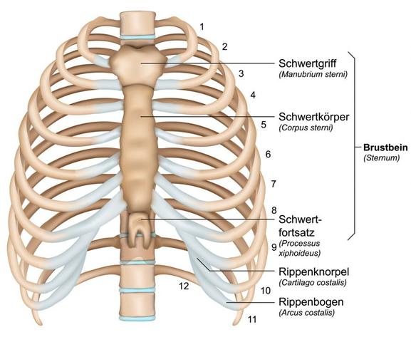 Wie lange dauert die Heilung bei einem Rippenbruch? Tipps für eine schnelle Genesung