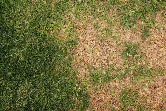 Ziergräser im Herbst: Tipps für eine zauberhafte Balkon- und Terrassengestaltung