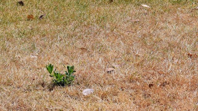 Monatliche Gartenpflege: Wichtige Tipps für jeden Monat