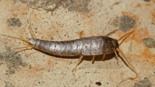 Schädlinge im Haus: So gehen Sie gegen Silberfische vor