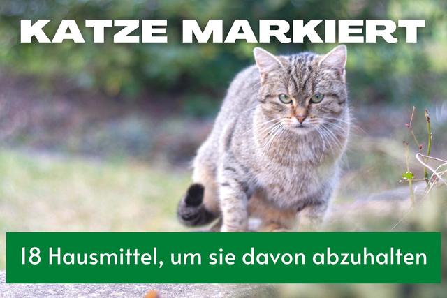 Praktische Tipps zur Bekämpfung des Markierverhaltens bei Katern Praktische Tipps zur Bekämpfung des Markierverhaltens bei Katern
