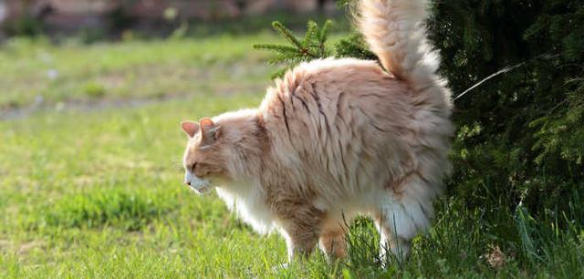 Was tun, wenn der Kater markiert? Expertenrat und Lösungsansätze Was tun, wenn der Kater markiert? Expertenrat und Lösungsansätze