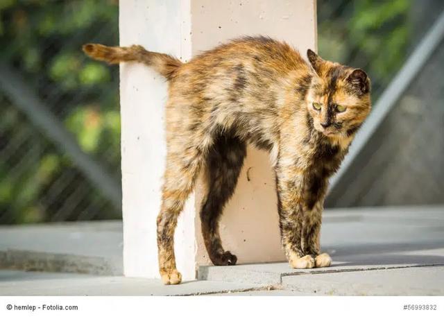 Lösungen für das Problem des Markierens bei Katzen und Katern Lösungen für das Problem des Markierens bei Katzen und Katern
