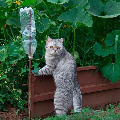 Was vertreibt Katzen effektiv? 6 wirksame Tipps Sieu Thi Do Noi That