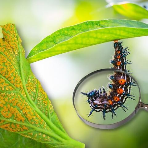 Was zieht Wühlmäuse an? Die Vorlieben der nimmersatten Nagetiere