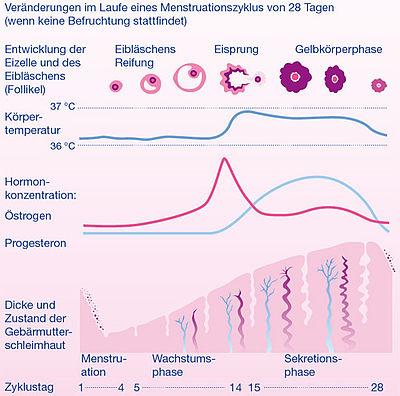 Wann normalisiert sich der Körper nach Wassereinlagerungen während der Menstruation?
