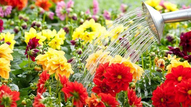 Wann ist der beste Zeitpunkt zum Gießen von Blumen: Morgens oder abends?