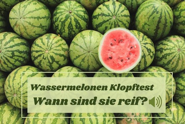 Der richtige Zeitpunkt: Wann ist eine Wassermelone zum Verzehr bereit? Der richtige Zeitpunkt: Wann ist eine Wassermelone zum Verzehr bereit?