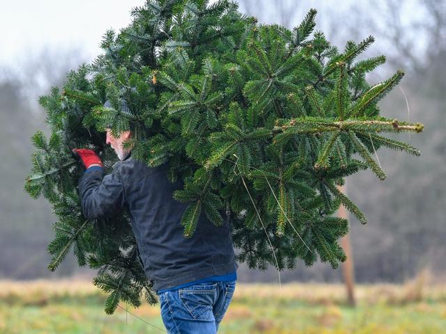 Dürre beeinflusst Weihnachtsbaum-Produktion: Preise steigen Dürre beeinflusst Weihnachtsbaum-Produktion: Preise steigen