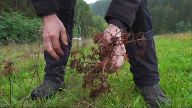 Weihnachtsbaum-Produzent Uwe Klug aus Franken kämpft mit Verlusten aufgrund von Dürre Weihnachtsbaum-Produzent Uwe Klug aus Franken kämpft mit Verlusten aufgrund von Dürre