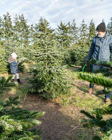 Orte und Termine für das Selberschlagen von Weihnachtsbäumen in Brandenburg Orte und Termine für das Selberschlagen von Weihnachtsbäumen in Brandenburg
