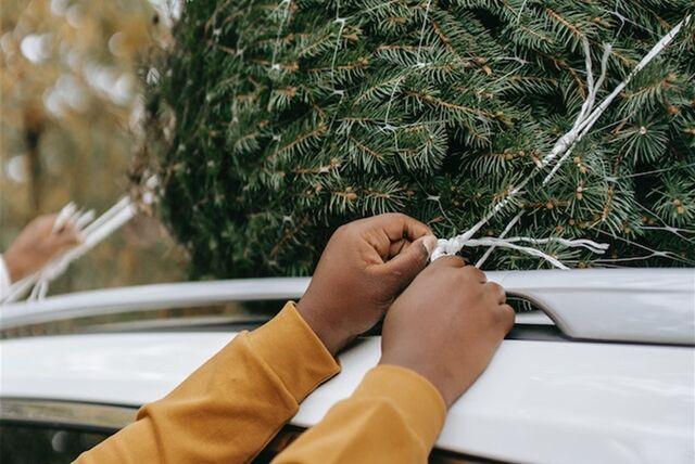 Weihnachtsbäume zum Selberschlagen in Ihrer Nähe