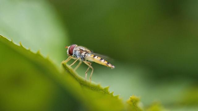Sommerplage: Wie erkenne ich, welches Insekt mich gestochen hat? Sommerplage: Wie erkenne ich, welches Insekt mich gestochen hat?