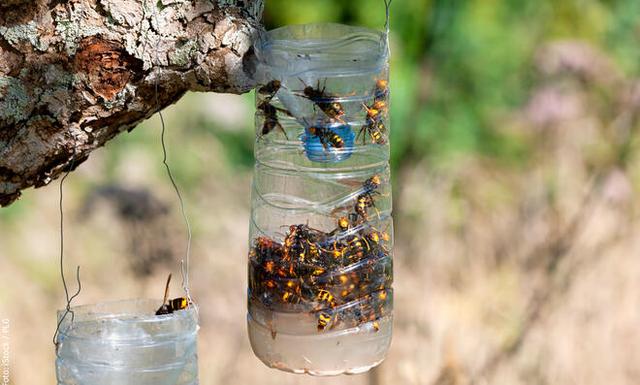 Wespenfalle basteln: Kreative Ideen zum Vertreiben von lästigen Insekten
