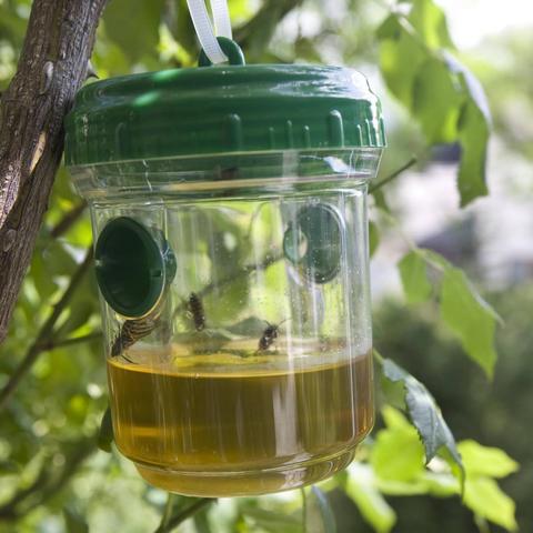 Wespen loswerden: Praktische Anleitungen zur Herstellung eigener Wespenfallen