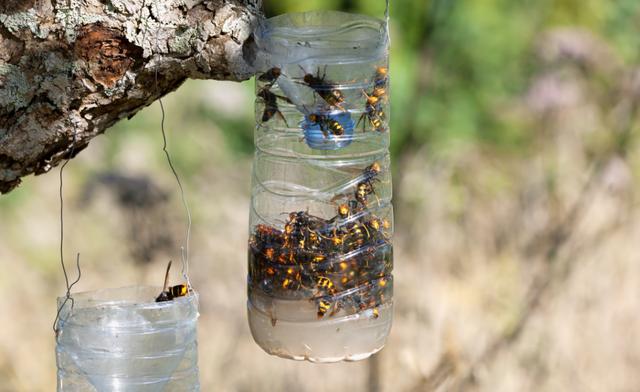 Wespenfalle bauen: Effektive Methoden zur Bekämpfung von Wespen